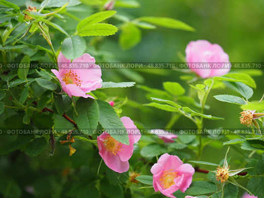 Pink rose hip flowers on a green. Стоковое фото, фотограф Елизавета Малкова / Фотобанк Лори