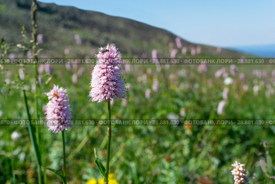 Pink snakeroot inflorescence with an insect pollinator in an alpine meadow. Стоковое фото, фотограф Евгений Харитонов / Фотобанк Лори