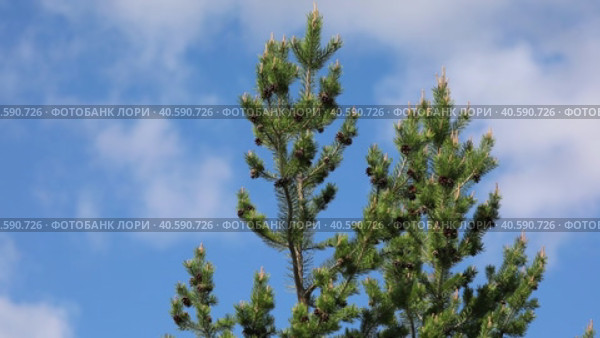 Pinus sylvestris. Ветви сосны обыкновенной со свежими побегами на фоне неба с облаками на севере Западной Сибири. Стоковое видео, видеограф Григорий Писоцкий / Фотобанк Лори