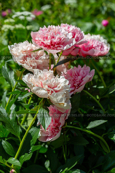 Пион межвидовой гибрид Этчед Салмон (Paeonia Etched Salmon) Стоковое фото, фотограф Ольга Сейфутдинова / Фотобанк Лори