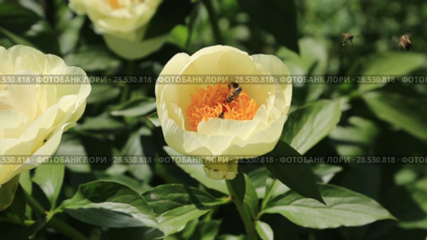 Пион межвидовой гибрид Лемон Шиффон. Herbaceous Peonies 'Lemon Chiffon' in flower. Стоковое видео, видеограф Ольга Сейфутдинова / Фотобанк Лори