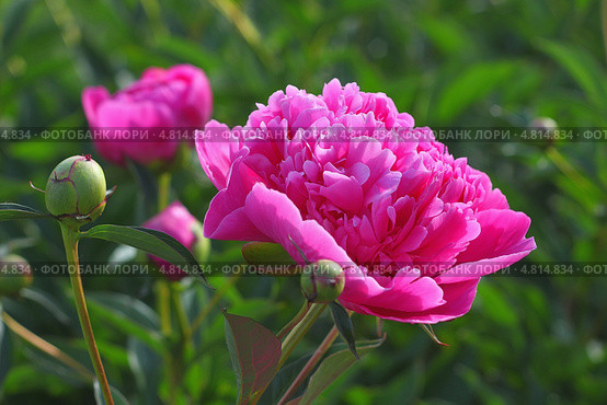 Пион молочноцветковый ( Paeonia lactiflora) — вид травянистых многолетних растений рода Пион семейства Пионовые (Paeoniaceae). Цветущий куст. Стоковое фото, фотограф Евгений Мухортов / Фотобанк Лори