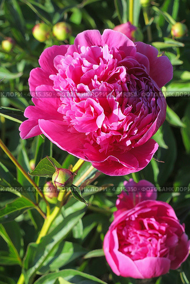 Пион молочноцветковый ( Paeonia lactiflora) — вид травянистых многолетних растений рода Пион семейства Пионовые (Paeoniaceae). Цветущий куст. Стоковое фото, фотограф Евгений Мухортов / Фотобанк Лори