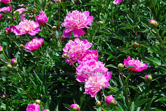 Пион ярко-розовый (Paeonia) Стоковое фото, фотограф Алёшина Оксана / Фотобанк Лори