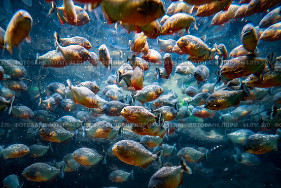 Piranha - Colossoma macropomum. Стоковое фото, фотограф Андрей Армягов / Фотобанк Лори
