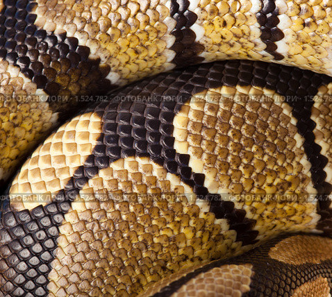 Питон королевский, Python regius. Фон. Стоковое фото, фотограф Василий Вишневский / Фотобанк Лори