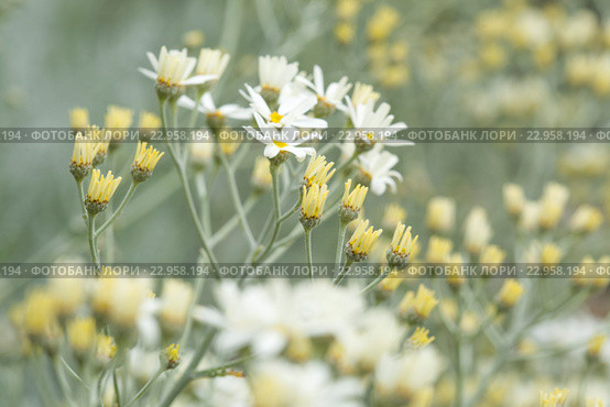 Пижма, Tanacetum ptarmiciflorum. Эндемическая флора Гран Канарии. Стоковое фото, фотограф Tamara Kulikova / Фотобанк Лори