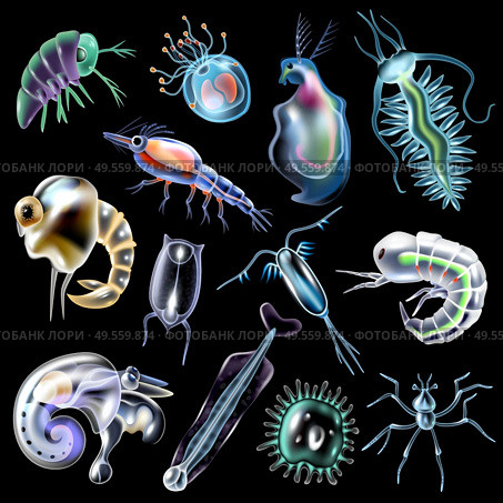 Plankton colored luminescent icons set in cartoon style on black background isolated vector illustration. Plankton Set On Black Background. Стоковая иллюстрация, агентство Ingram Publishing / Фотобанк Лори