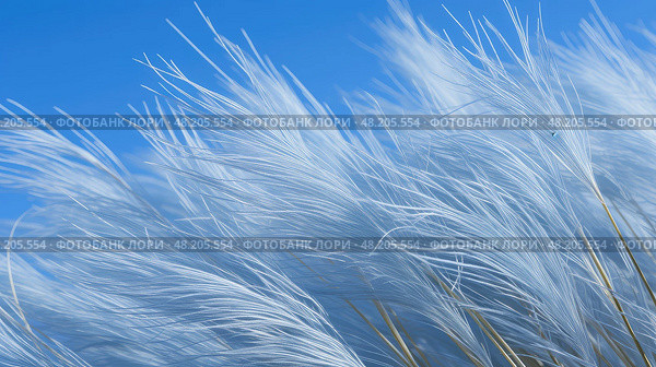 plant blue fescue ai generated. Стоковое AI-изображение, AI-художник Vectorwin / Фотобанк Лори