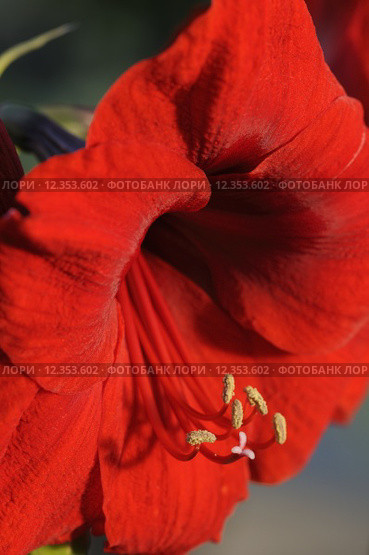 plant flower amaryllis amaryllisgew chse. Стоковое фото, фотограф Ines Weiland-Weiser / PantherMedia / Фотобанк Лори