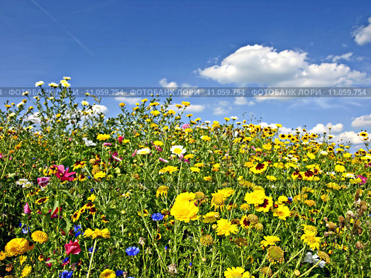 plant flower gorgeous flowers blossom. Стоковое фото, фотограф Hans-Joachim Schneider / PantherMedia / Фотобанк Лори