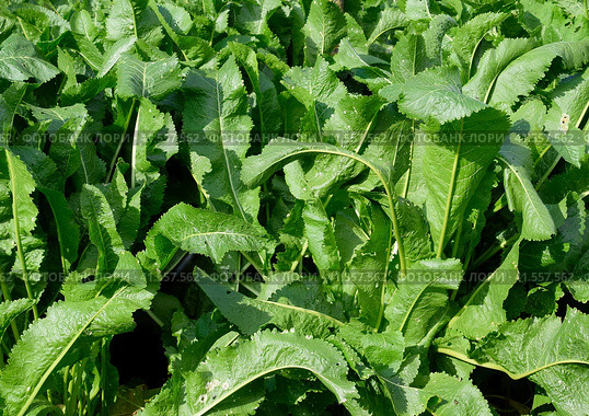 Plant horseradish. Spicy plant in the garden. Horse-radish is common in the garden. Стоковое фото, фотограф Леонид Еремейчук / Фотобанк Лори