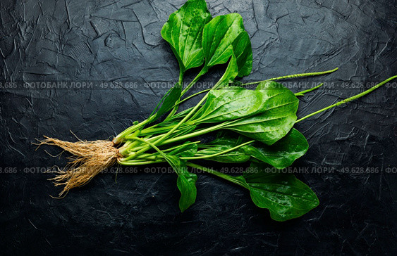 Plantain leaf in alternative medicine. Healing potion, herbal medicine.Broadleaf plantain leaves. Plantain in herbal medicine. Стоковое фото, агентство Ingram Publishing / Фотобанк Лори