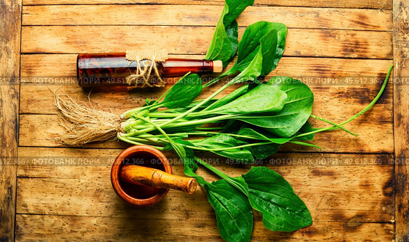 Plantain tincture in a glass bottle. Healing potion, herbal medicine.Broadleaf plantain leaves. Plantain in herbal medicine,homeopathic herbs. Стоковое фото, агентство Ingram Publishing / Фотобанк Лори