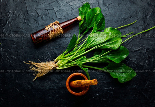 Plantain tincture in a glass bottle. Healing potion, herbal medicine.Homeopathic herbs. Plantain in herbal medicine. Стоковое фото, агентство Ingram Publishing / Фотобанк Лори