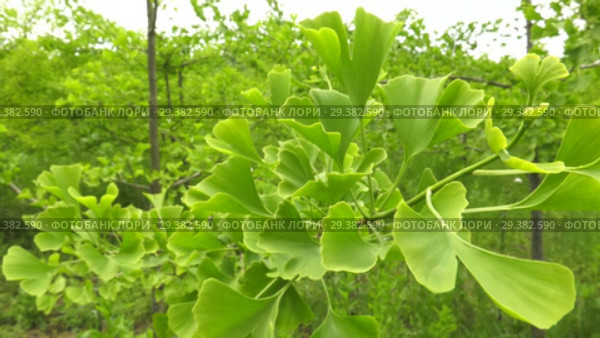 Плантация деревьев Гинкго. Plantations of Ginkgo. Стоковое видео, видеограф Евгений Романов / Фотобанк Лори