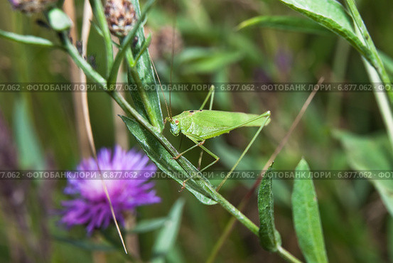 Пластинокрыл обыкновенный - самец (Phaneroptera falcata) Стоковое фото, фотограф Алёшина Оксана / Фотобанк Лори