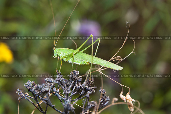 Пластинокрыл обыкновенный - самец (Phaneroptera falcata) на стрёме. Стоковое фото, фотограф Алёшина Оксана / Фотобанк Лори