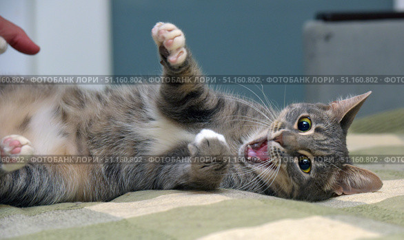 Playful gray tabby cat with white paws and chest, lying on its back. The animal has its mouth wide open, which gives the impression of screaming, meowing or yawning. The cat holds its paws in the air, as if in a game, showing soft pink pads. The cat's look is bright and expressive, with large yellow eyes. In the background, furniture and part of the interior are visible, but the main focus is on the animal. The picture conveys the energy, playfulness and character of the cat. Стоковое фото, фотограф Анна Кривицкая / Фотобанк Лори