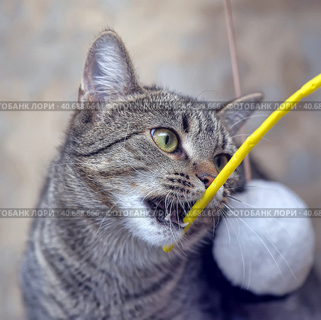 Playful tabby cat. Стоковое фото, фотограф Анна Кривицкая / Фотобанк Лори