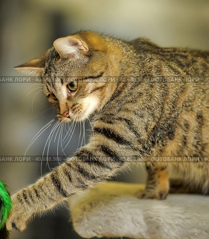 Playful tabby cat. Стоковое фото, фотограф Анна Кривицкая / Фотобанк Лори