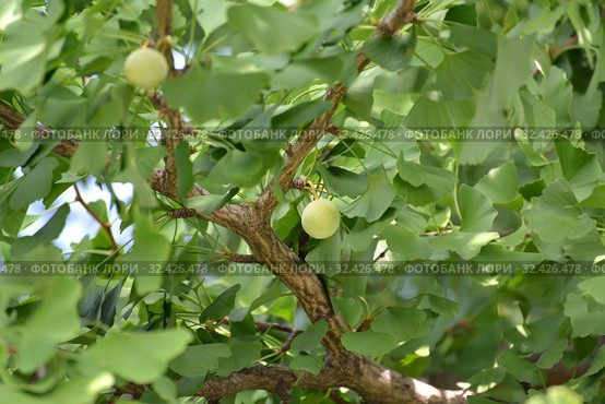 Плоды гинкго двулопастного (Ginkgo biloba L.) среди листвы. Стоковое фото, фотограф Ирина Борсученко / Фотобанк Лори
