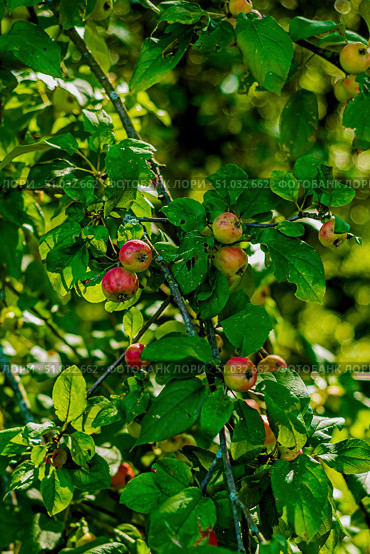 Плоды яблони растут на ветке яблони. Созревание яблок. сорт яблок. Apple fruits grow on an apple tree branch. Apple ripening. Apple variety. Стоковое фото, фотограф Алексей Крылов / Фотобанк Лори