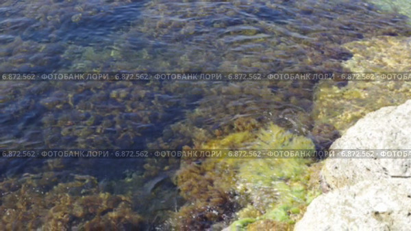 Побережье Черного моря в Крыму, мыс Тарханкут. Стоковое видео, видеограф Анатолий Типляшин / Фотобанк Лори