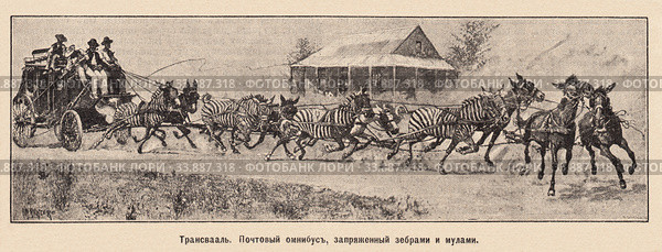 Почтовый омнибус, запряженный зебрами и мулами. Трансвааль. Иллюстрация из журнала "Нива" 1896 года. Стоковая иллюстрация, иллюстратор Макаров Алексей / Фотобанк Лори