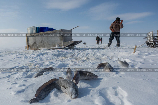 Подледный лов рыбы в Обской губе на Ямале (2018 год). Редакционное фото, фотограф Николай Гернет / Фотобанк Лори