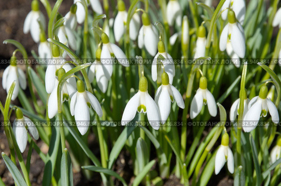 Подснежники Воронова (лат. Galanthus woronowii) крупным планом. Стоковое фото, фотограф Елена Коромыслова / Фотобанк Лори