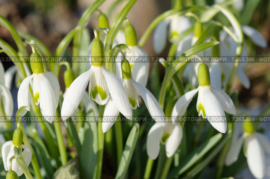 Подснежники Воронова (лат.Galanthus woronowii) Стоковое фото, фотограф Елена Коромыслова / Фотобанк Лори