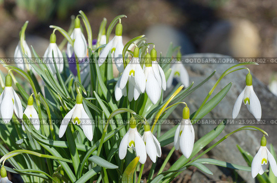 Подснежники Воронова (лат.Galanthus woronowii) Стоковое фото, фотограф Елена Коромыслова / Фотобанк Лори