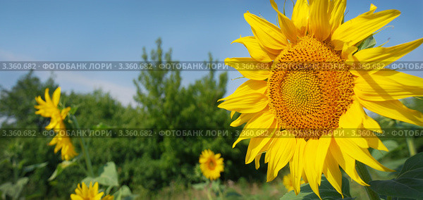 Подсолнух. Стоковое фото, фотограф Игорь Струков / Фотобанк Лори