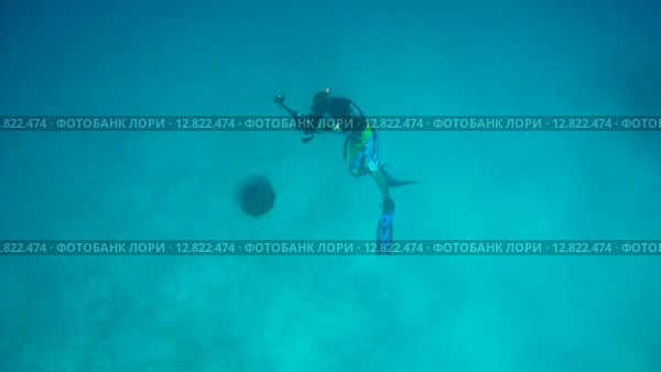 Подводный фотограф фотографирует под водой медузу Цветная капуста (Cephea cephea), Индийский океан, Мальдивские острова. Стоковое видео, видеограф Некрасов Андрей / Фотобанк Лори