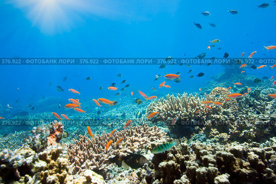 Подводный мир. Стоковое фото, фотограф Ольга Хорошунова / Фотобанк Лори