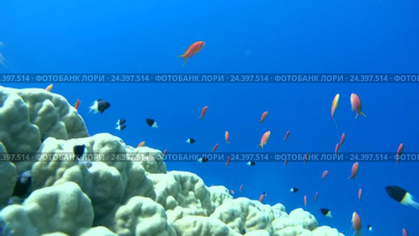 Подводный пейзаж с рифами, Красное море, Шарм-эль-Шейх, Синайский полуостров, Египет. Стоковое видео, видеограф Некрасов Андрей / Фотобанк Лори