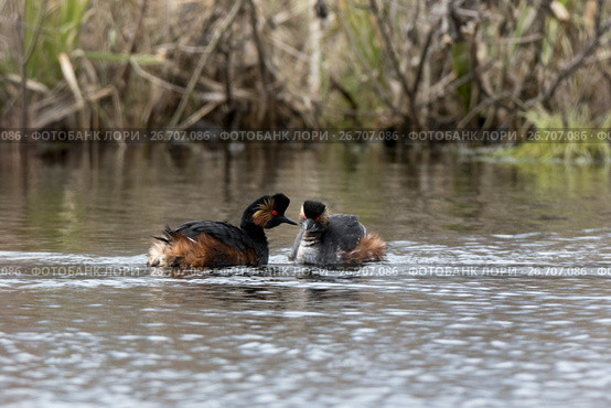Поганка черношейная. Black-necked Grebe (Podiceps nigricollis, Podiceps caspicus). Стоковое фото, фотограф Василий Вишневский / Фотобанк Лори