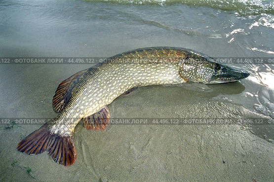 Пойманная щука на берегу реки Волга ( Esox lucius Linnaeus, 1758 ) - промысловая рыба Волго-Каспийского бассейна. Стоковое фото, фотограф Павел Просянов / Фотобанк Лори