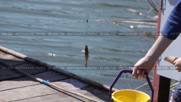Пойманный бычок висит на леске. Стоковое видео, видеограф Потийко Сергей / Фотобанк Лори