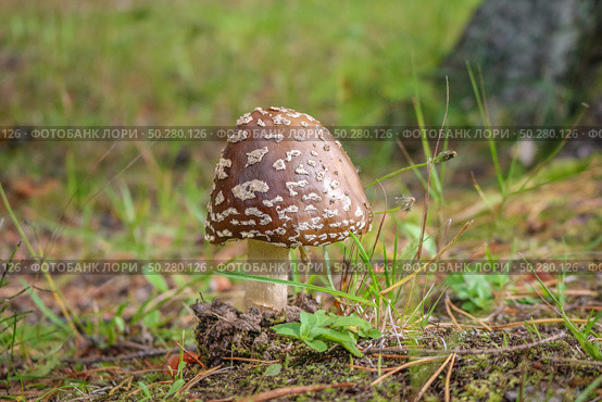 Poisonous fly agaric among fallen leaves. Panthercap, Amanita pantherina in the autumn Forest. Стоковое фото, фотограф Марина Демидюк / Фотобанк Лори