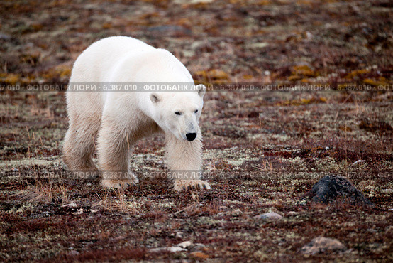 Polar bear (Ursus maritimus), Churchill, Manitoba, Canada. Стоковое фото, агентство Ingram Publishing / Фотобанк Лори