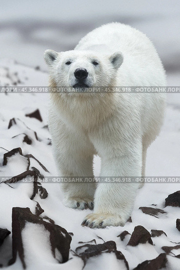 Polar bear (Ursus maritimus). Portrait of a polar bear walking on a snowy hillside. Animals of the Arctic. Wildlife of the polar region. Beautiful white bear close up. Large predatory northern animal. Стоковое фото, фотограф Андрей Степанов / Фотобанк Лори
