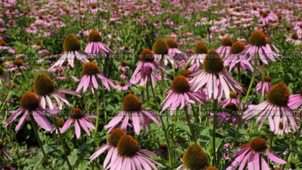 Поле эхинацеи пурпурной (Echinacea purpurea). Field of echinacea (Echinacea purpurea). Стоковое видео, видеограф Евгений Романов / Фотобанк Лори