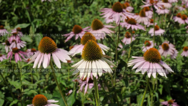 Поле эхинацеи пурпурной (Echinacea purpurea). Field of echinacea (Echinacea purpurea). Стоковое видео, видеограф Евгений Романов / Фотобанк Лори