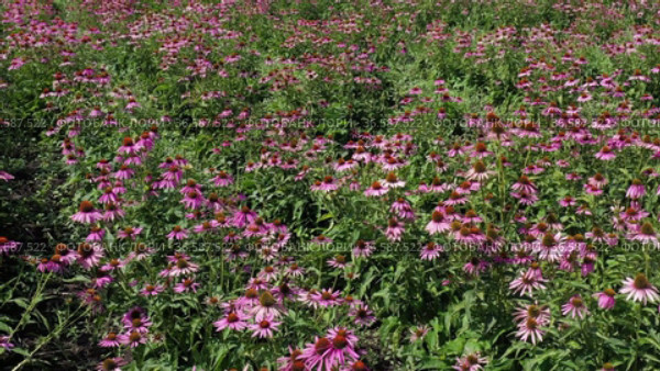 Поле эхинацеи пурпурной (Echinacea purpurea). Вид с воздуха. Field of echinacea (Echinacea purpurea). Aerial view. Стоковое видео, видеограф Евгений Романов / Фотобанк Лори