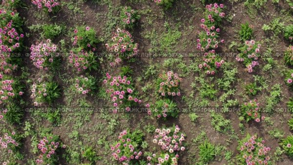 Поле эхинацеи пурпурной (Echinacea purpurea). Вид с воздуха. Field of echinacea (Echinacea purpurea). Aerial view. Стоковое видео, видеограф Евгений Романов / Фотобанк Лори