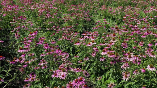 Поле эхинацеи пурпурной (Echinacea purpurea). Вид с воздуха. Field of echinacea (Echinacea purpurea). Aerial view. Стоковое видео, видеограф Евгений Романов / Фотобанк Лори