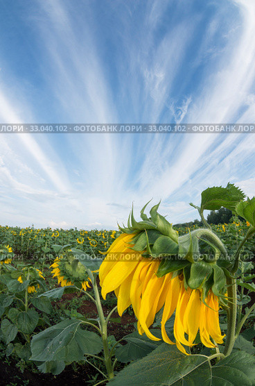 Поле цветущих подсолнухов. Field of blooming sunflowers. Стоковое фото, фотограф Евгений Романов / Фотобанк Лори