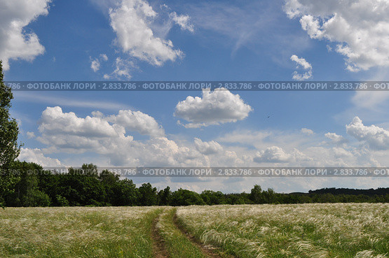 Полевая дорога. Стоковое фото, фотограф Алексей Сахаров / Фотобанк Лори